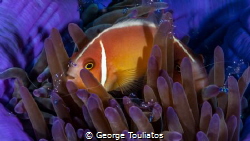 Nemo with company!!! by George Touliatos 